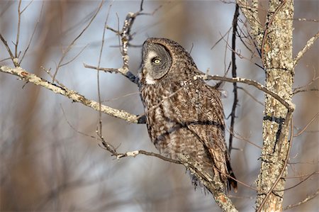 simsearch:700-00170368,k - Great Gray Owl, Ontario, Canada Foto de stock - Con derechos protegidos, Código: 700-00527285