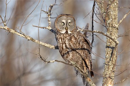 Great Gray Owl, Ontario, Canada Fotografie stock - Rights-Managed, Codice: 700-00527287