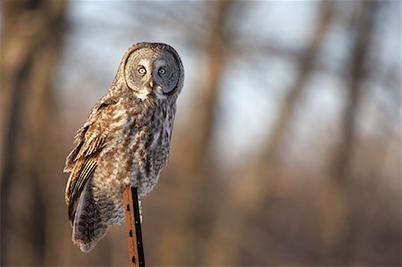 Great Gray Owl, Ontario, Canada Fotografie stock - Rights-Managed, Codice: 700-00527288