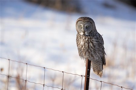 Grand hibou gris, Ontario, Canada Photographie de stock - Rights-Managed, Code: 700-00527289