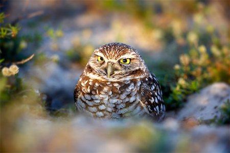 Burrowing Owl, Cape Coral, Florida, USA Foto de stock - Con derechos protegidos, Código: 700-00527283