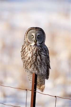 Grand hibou gris, Ontario, Canada Photographie de stock - Rights-Managed, Code: 700-00527290