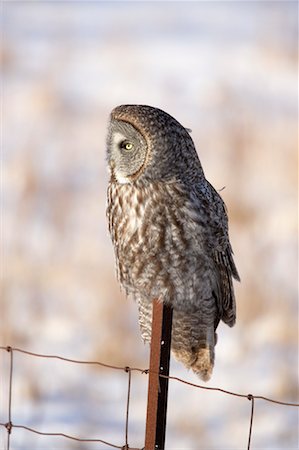 simsearch:700-00933486,k - Great Gray Owl, Ontario, Canada Foto de stock - Con derechos protegidos, Código: 700-00527291