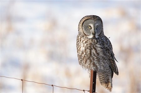 Grand hibou gris, Ontario, Canada Photographie de stock - Rights-Managed, Code: 700-00527292