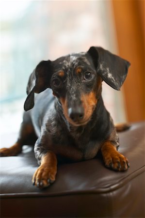 Close-Up of Dachshund Stock Photo - Rights-Managed, Code: 700-00527339