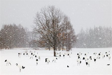 simsearch:700-00527531,k - Red Crowned Cranes in Winter, Hokkaido, Japan Fotografie stock - Rights-Managed, Codice: 700-00527524