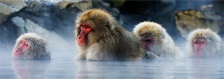 simsearch:700-00953024,k - Japanese Macaques Foto de stock - Con derechos protegidos, Código: 700-00527675