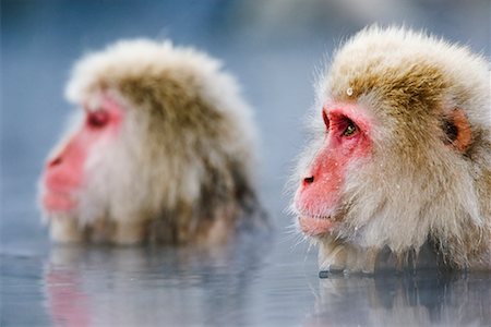 Japanese Macaques Stock Photo - Rights-Managed, Code: 700-00527673