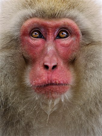 Japanese Macaque Stock Photo - Rights-Managed, Code: 700-00527685