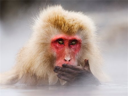 Japanese Macaque Stock Photo - Rights-Managed, Code: 700-00527681
