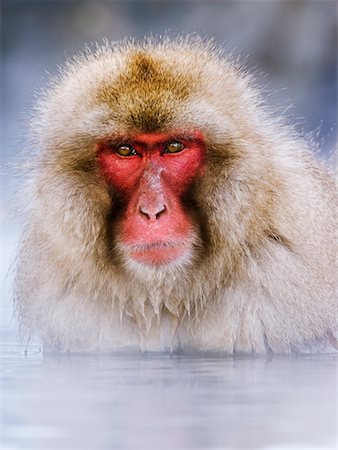 Japanese Macaque Stock Photo - Rights-Managed, Code: 700-00527682