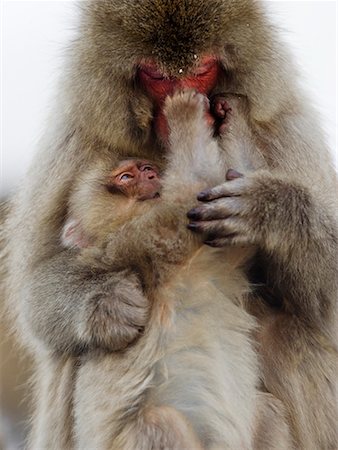 Japanese Macaques Stock Photo - Rights-Managed, Code: 700-00527694