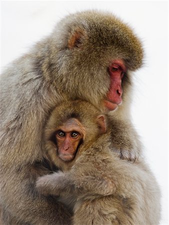 simsearch:700-01585987,k - Japanese Macaques Foto de stock - Direito Controlado, Número: 700-00527696