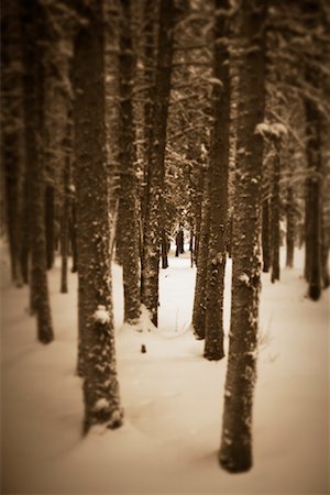 Forêt en hiver Photographie de stock - Rights-Managed, Code: 700-00527742