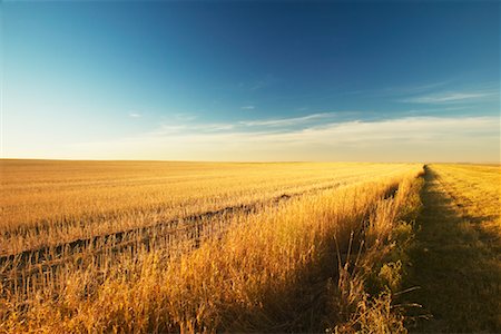 scenic alberta land dusk - Champ de blé Photographie de stock - Rights-Managed, Code: 700-00528115