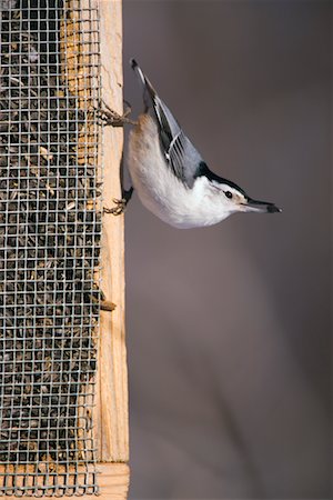 simsearch:700-01194888,k - Nuthatch at Bird Feeder in Winter Stock Photo - Rights-Managed, Code: 700-00528960