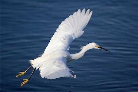 Aigrette neigeuse en vol, Ding Darling Wildlife Refuge, île de Sanibel, Floride, États-Unis Photographie de stock - Rights-Managed, Code: 700-00528977