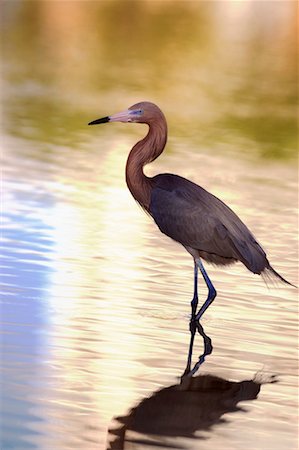 Little Blue Heron, Estero Lagoon, Fort Myers Beach, Florida, USA Stock Photo - Rights-Managed, Code: 700-00528973