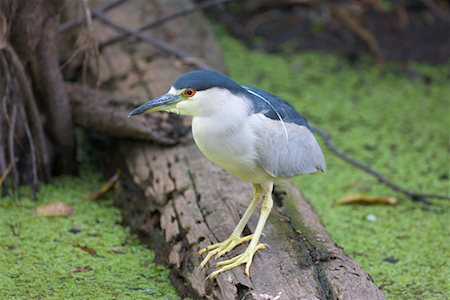 Black-Crowned Night Heron Fotografie stock - Rights-Managed, Codice: 700-00528984