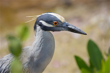 Great Blue Heron Foto de stock - Con derechos protegidos, Código: 700-00528987