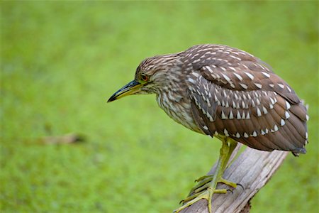 simsearch:700-00528978,k - Black-Crowned Night Heron Foto de stock - Direito Controlado, Número: 700-00528983