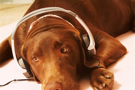 Dog Listening to Music Stock Photo - Rights-Managed, Code: 700-00529000