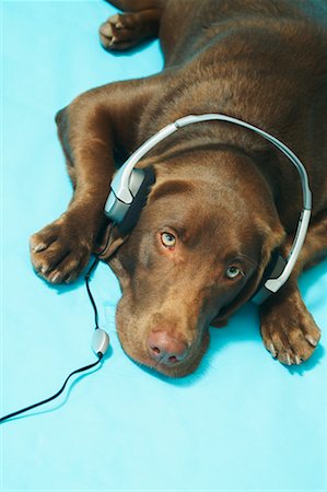 simsearch:700-00912301,k - Dog Listening to Music Foto de stock - Con derechos protegidos, Código: 700-00529094