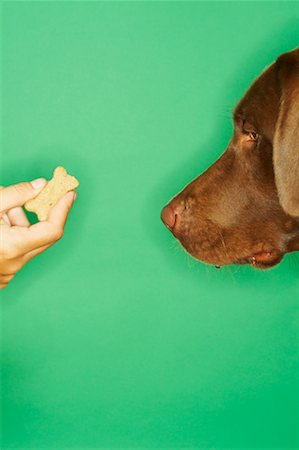 Person Offering Dog Treat Stock Photo - Rights-Managed, Code: 700-00529095