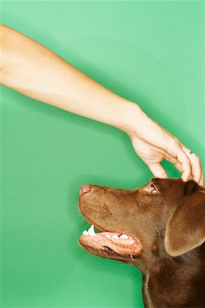 simsearch:700-00912301,k - Woman Petting Dog Foto de stock - Direito Controlado, Número: 700-00529098