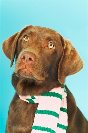 simsearch:6102-03905554,k - Dog Wearing Scarf Stock Photo - Rights-Managed, Code: 700-00529091