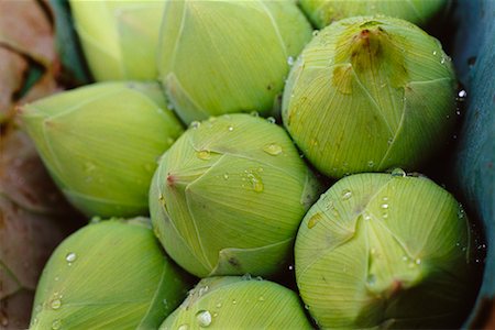 Bulbes de fleurs de Lotus Photographie de stock - Rights-Managed, Code: 700-00529423