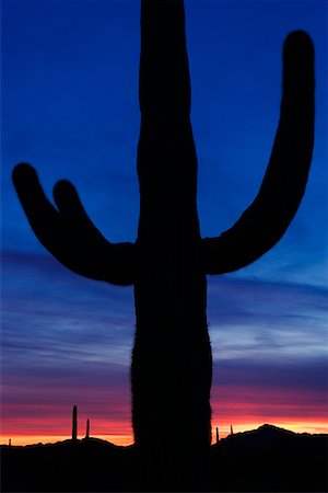 Saguaru Cactus Organ Pipe Cactus National Monument, Arizona, USA Stock Photo - Rights-Managed, Code: 700-00529772