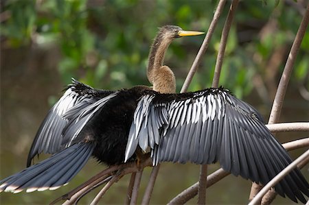 Anhinga, Ding Darling National Wildlife Refuge, île de Sanibel, Floride, USA Photographie de stock - Rights-Managed, Code: 700-00529790