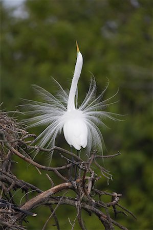 simsearch:700-03484692,k - Great Egret Mating Display, Venice Rookery, Venice, Florida, USA Foto de stock - Con derechos protegidos, Código: 700-00529792