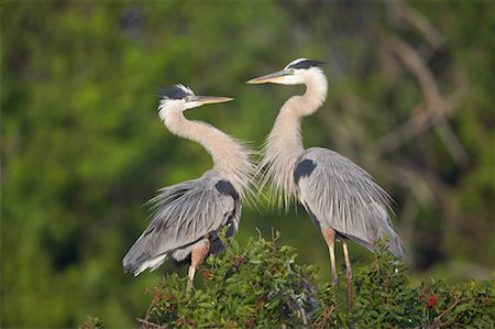 simsearch:700-00529791,k - Grand héron dans l'accouplement Display, Rookery Venise, Venise, Floride, États-Unis Photographie de stock - Rights-Managed, Code: 700-00529801