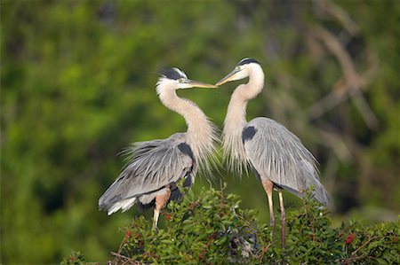 simsearch:700-00529791,k - Grand héron dans l'accouplement Display, Rookery Venise, Venise, Floride, États-Unis Photographie de stock - Rights-Managed, Code: 700-00529802