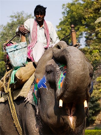 simsearch:700-00521091,k - Man Riding Elephant Delhi, India Stock Photo - Rights-Managed, Code: 700-00521105