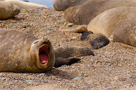 simsearch:700-00424382,k - Southern Elephant Seals, Punta Delgada, Peninsula Valdez, Chubut Province, Argentina, Patagonia Stock Photo - Rights-Managed, Code: 700-00522268