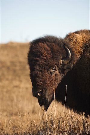 stati delle pianure - Portrait of Buffalo Fotografie stock - Rights-Managed, Codice: 700-00523286