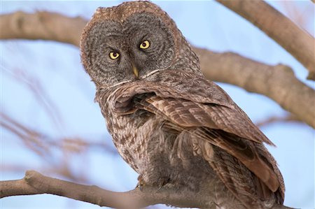 simsearch:700-00170370,k - Great Grey Owl Foto de stock - Con derechos protegidos, Código: 700-00523464