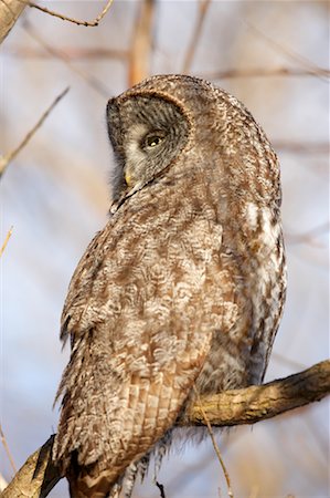 simsearch:700-00170368,k - Great Grey Owl Foto de stock - Con derechos protegidos, Código: 700-00523465