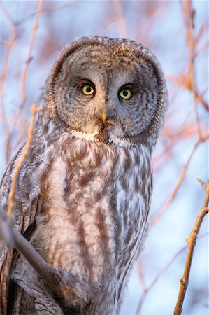 Great Grey Owl Fotografie stock - Rights-Managed, Codice: 700-00523462