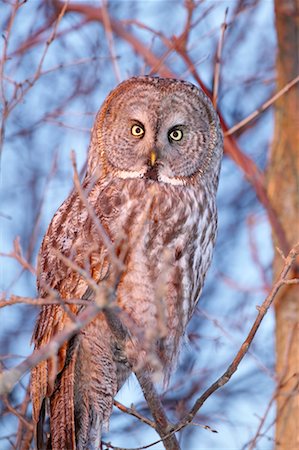 Great Grey Owl Foto de stock - Con derechos protegidos, Código: 700-00523463