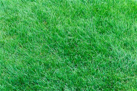 Close Up of Grass Stock Photo - Rights-Managed, Code: 700-00523631