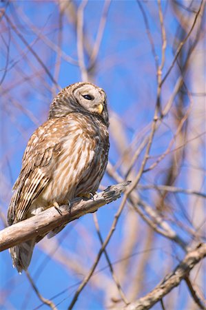 Barred Owl, Atchafalaya Basin, Louisiana, USA Foto de stock - Con derechos protegidos, Código: 700-00523828