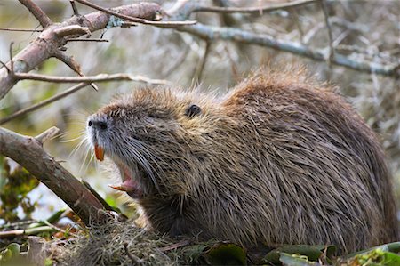 picture of atchafalaya basin - Nutria Yawning, Atchafalaya Basin, Louisiana, USA Stock Photo - Rights-Managed, Code: 700-00523834