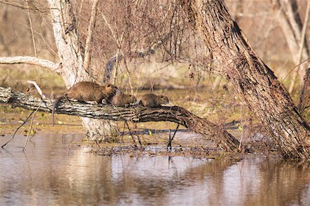 Family of Nutria, Atchafalaya Basin, Louisiana, USA Foto de stock - Con derechos protegidos, Código: 700-00523831