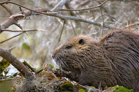 Nutria, Atchafalaya Basin, Louisiana, USA Stock Photo - Rights-Managed, Code: 700-00523833