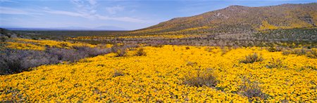 simsearch:700-00530088,k - Jaune coquelicots, Arizona, USA Photographie de stock - Rights-Managed, Code: 700-00530088