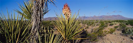 Gros plan de Yucca plante, Big Bend National Park, Texas, Etats-Unis Photographie de stock - Rights-Managed, Code: 700-00530082